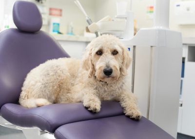 captivate dental adorable dog 2 dentist cheltenham