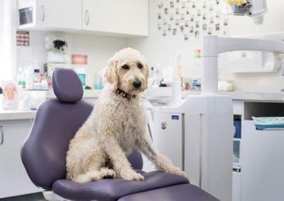 captivate dental adorable dog dentist cheltenham